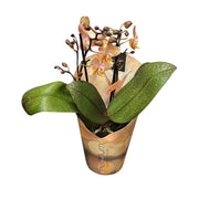 ORCHIDEA PHALAENOPSIS PROFUMATA ROSA VASO 12CM