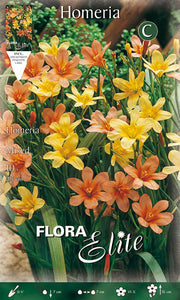 Homeria in gemischten Farben (10er-Packung)