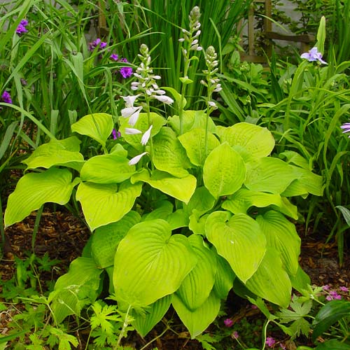 HOSTA AUGUST MOON IN VASO 15CM
