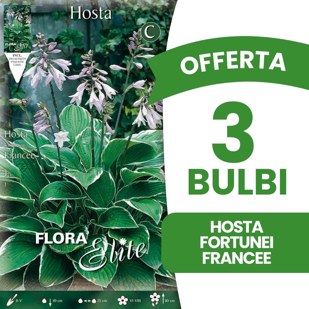 OFFERTA 3 BULBI HOSTA FORTUNEI FRANCEE