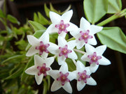 HOYA BELLA FIORE DI CERA VASO 14CM