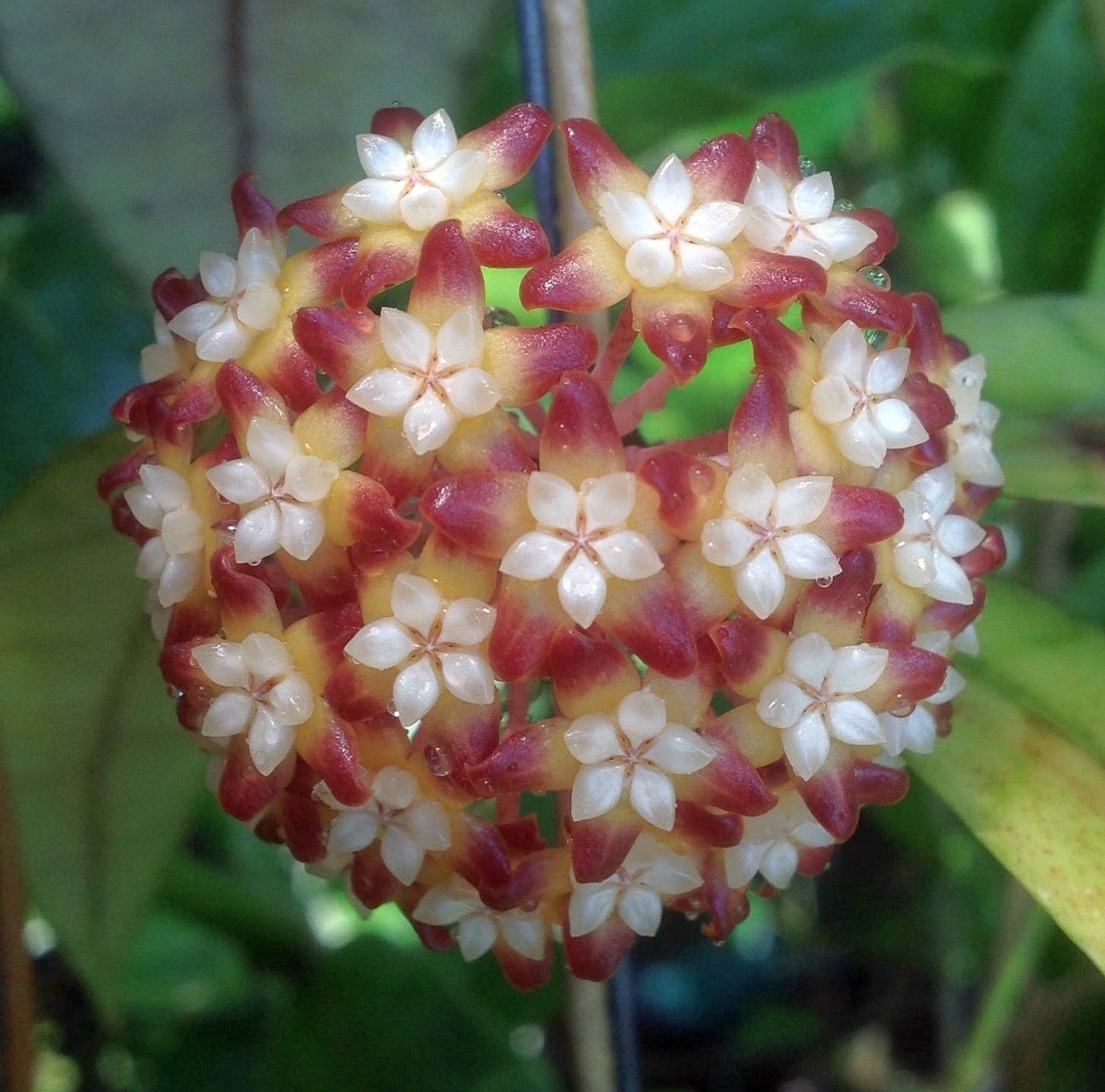 HOYA CALLISTOPHYLLA FIORE DI CERA VASO 12CM