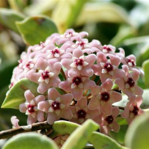 HOYA CARNOSA TRICOLOR FIORE DI CERA VASO 11CM