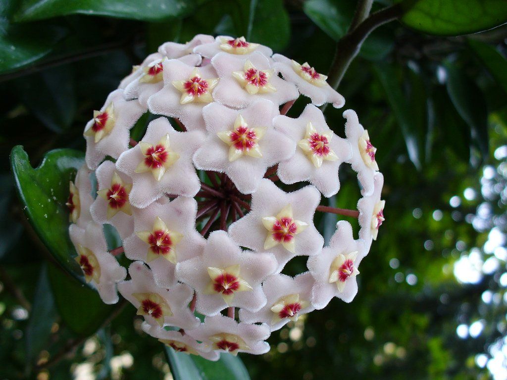 HOYA CARNOSA COMPACTA FIORE DI CERA VASO 9CM