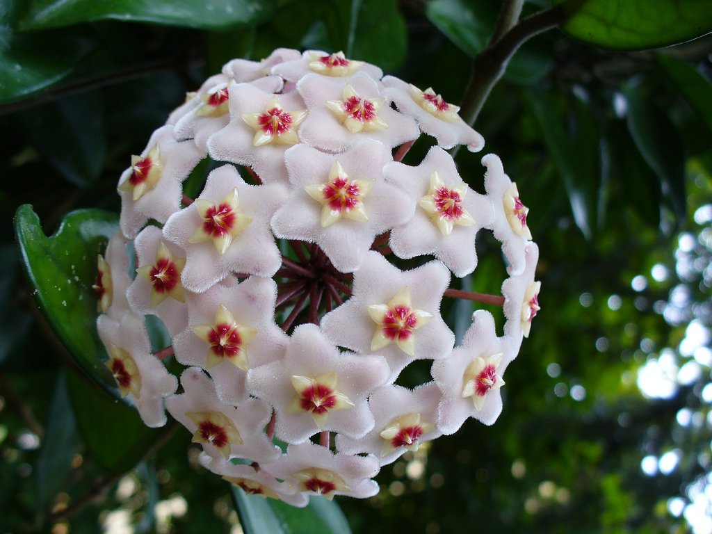 HOYA COMPACTA FIORE DI CERA IN BASKET 14CM