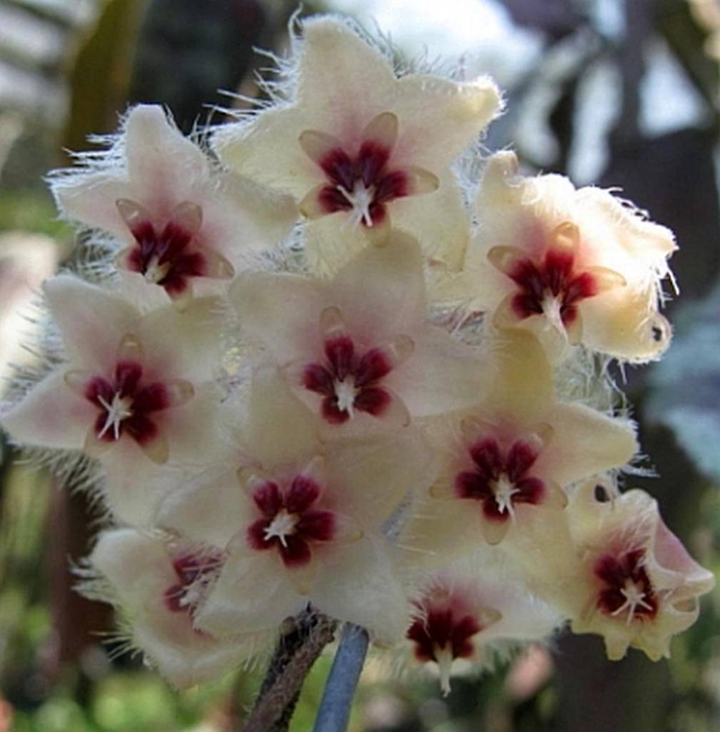 HOYA CAUDATA FIORE DI CERA VASO 12CM