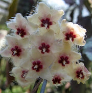 HOYA CAUDATA FIORE DI CERA VASO 12CM