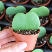 HOYA KERRII DOPPIA FOGLIA FIORE DI CERA VASO 9CM