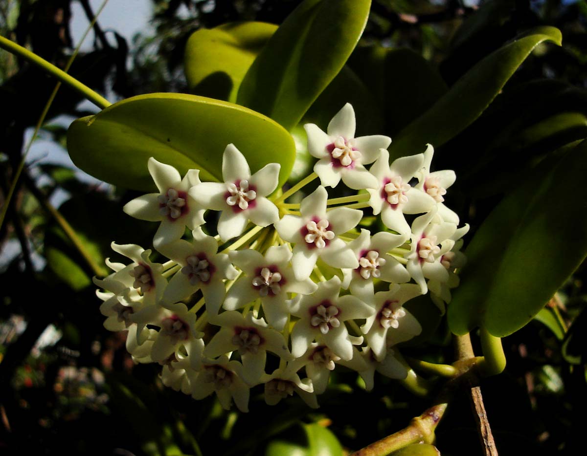 HOYA AUSTRALIS FIORE DI CERA VASO DA 10CM