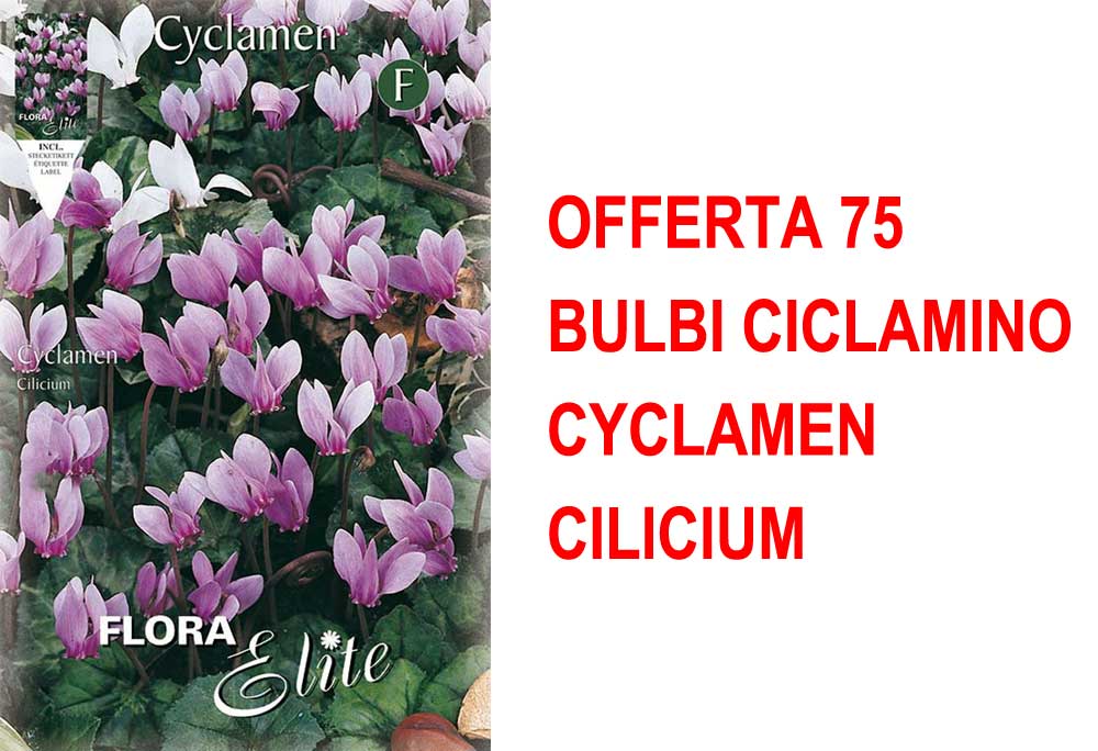 OFFERTA 75 BULBI CICLAMINO CYCLAMEN CILICIUM
