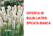OFFERTA 50 BULBI LIATRIS SPICATA BIANCA