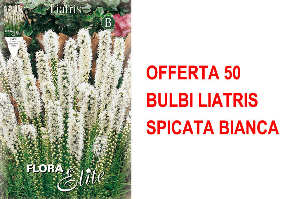 OFFERTA 50 BULBI LIATRIS SPICATA BIANCA