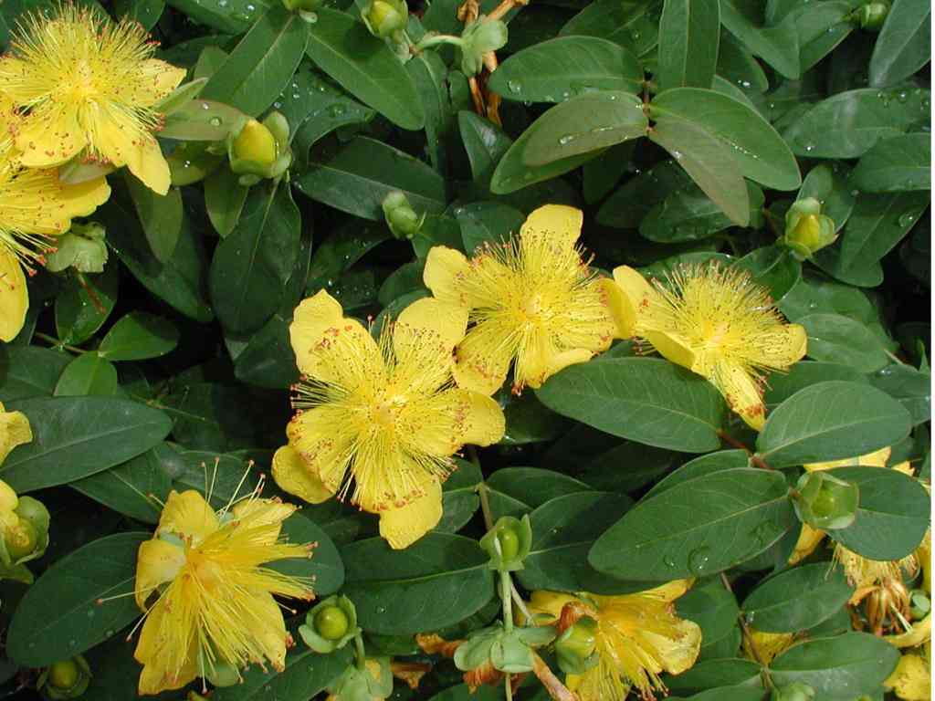 IPERICO HYPERICUM CALYCINUM VASO 9CM