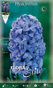 GIACINTO DELFT'S BLAUW (CONFEZIONE DA 3 BULBI)