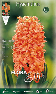 GIACINTO GIPSY QUEEN (CONFEZIONE DA 3 BULBI)
