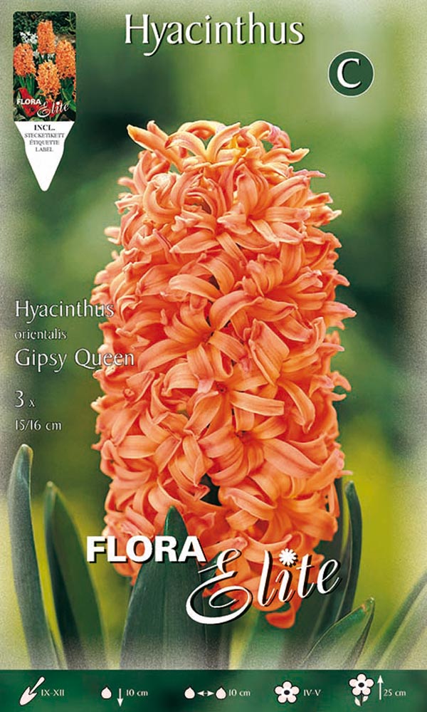 GIACINTO GIPSY QUEEN (CONFEZIONE DA 3 BULBI)