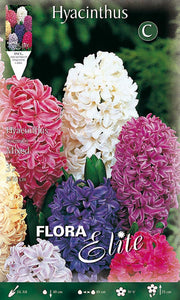 GIACINTO GARDEN MIXED DI COLORI (CONFEZIONE DA 3 BULBI)