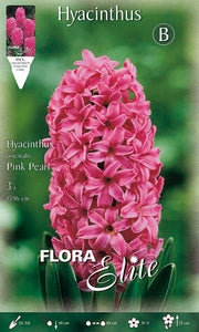 GIACINTO PINK PEARL (CONFEZIONE DA 3 BULBI)