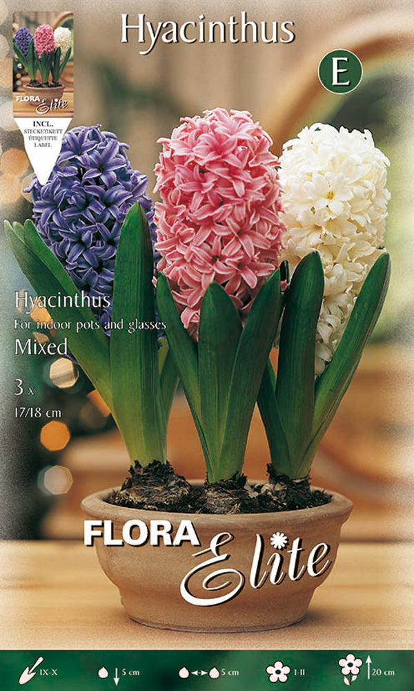 GIACINTO MIXED (CONFEZIONE DA 3 BULBI)