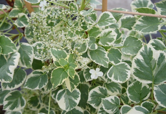 ORTENSIA HYDRANGEA ANOMALA PETIOLARIS SILVER LINING VASO 18CM
