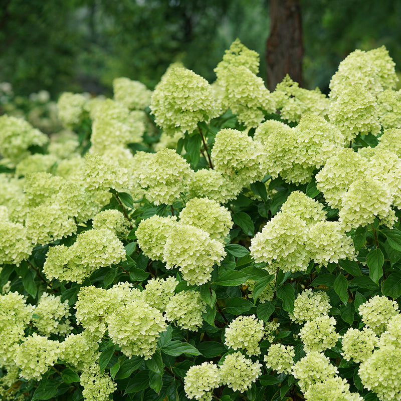 ORTENSIA HYDRANGEA PANICULATA LITTLE LIME VASO 19CM