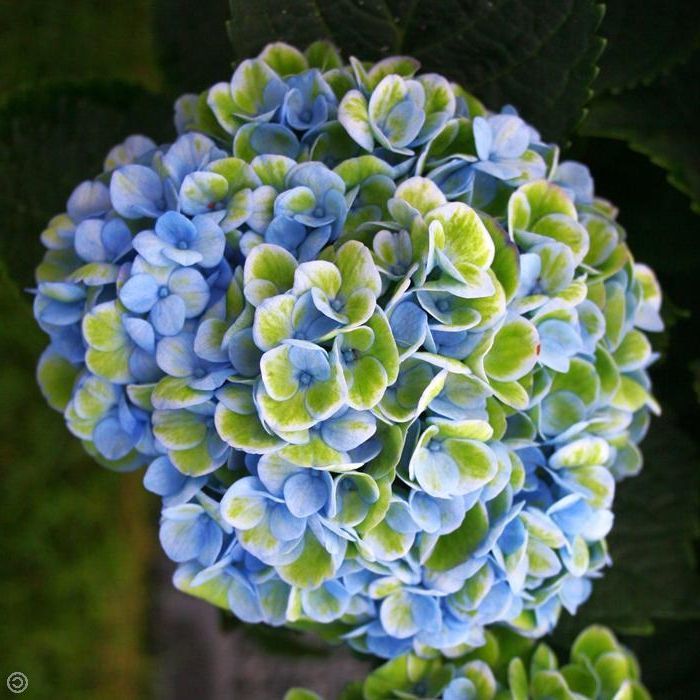 ORTENSIA HYDRANGEA MAGICAL REVOLUTION BLU VASO 12CM