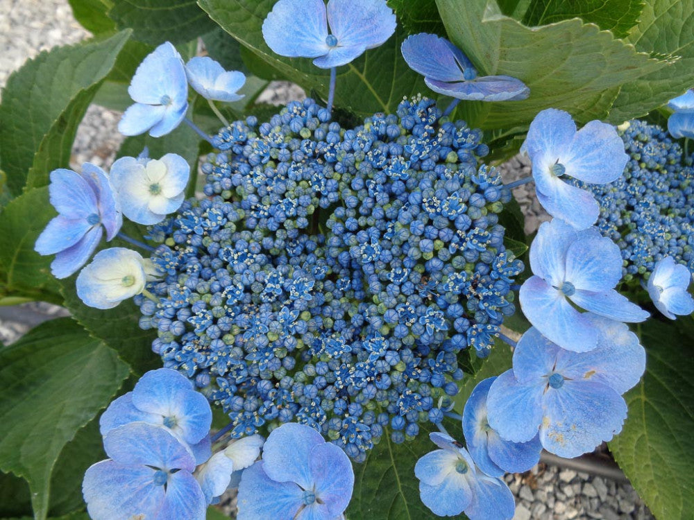 ORTENSIA HYDRANGEA MACROPHYLLA TELLER BLAULING VASO 21CM