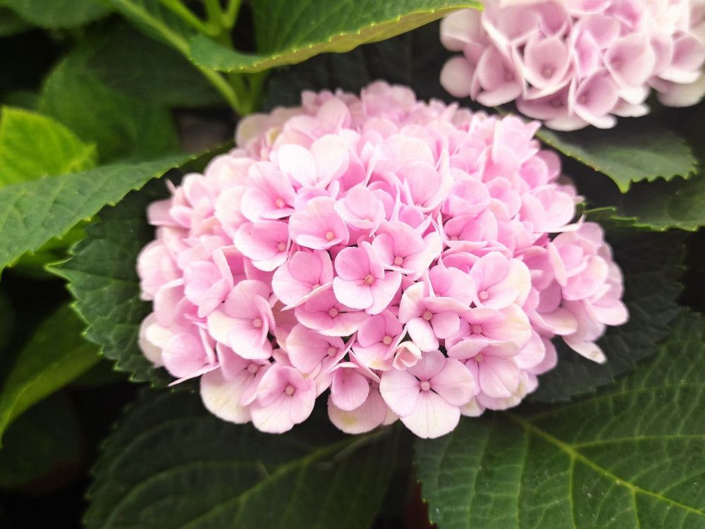 ORTENSIA HYDRANGEA MAGICAL REVOLUTION ROSA VASO 14CM