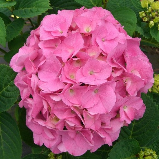 HYDRANGEA MACROPHYLLA ORTENSIA NANA LITTLE XS ROSA VASO 17CM