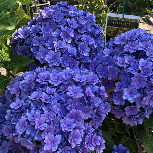 ORTENSIA HYDRANGEA MACROPHYLLA TOGETHER BLU VASO 23CM