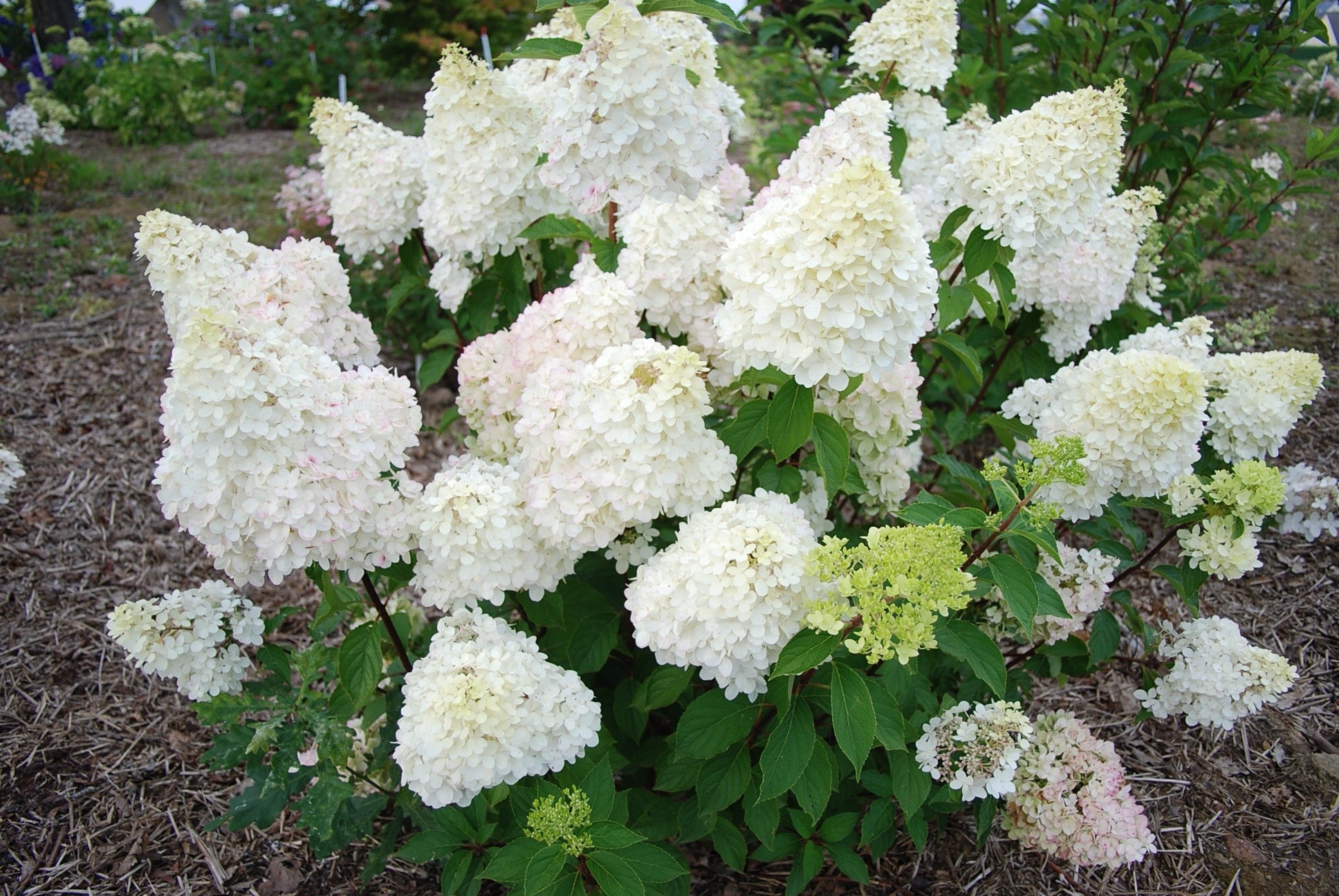 HYDRANGEA ORTENSIA PANICULATA DIAMANTINO VASO 18CM