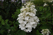 ORTENSIA HYDRANGEA PANICULATA KYUSHU ORTENSIA BIANCA VASO 19CM