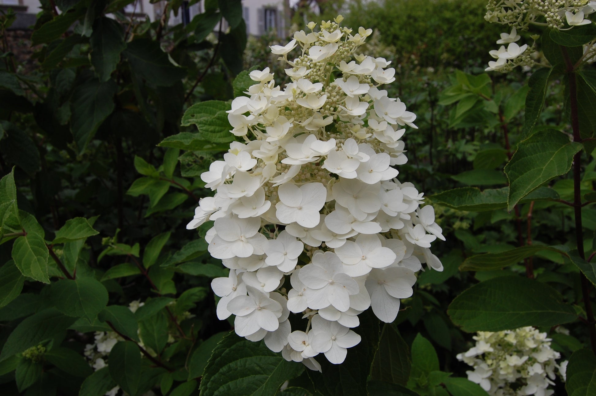 ORTENSIA HYDRANGEA PANICULATA KYUSHU ORTENSIA BIANCA VASO 19CM