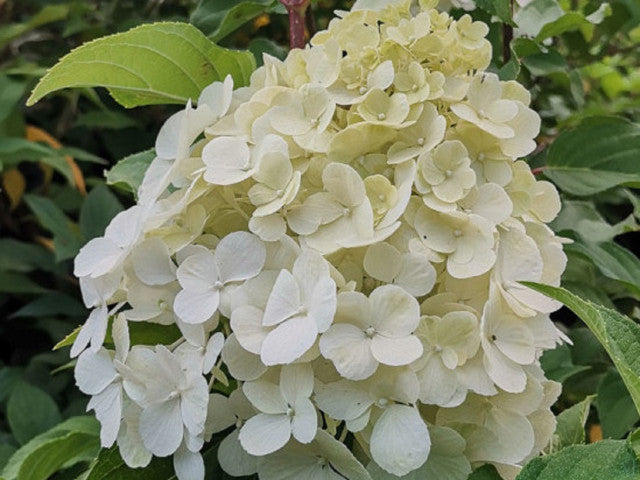 ORTENSIA HYDRANGEA PANICULATA LUMINAIRE IN VASO 18CM