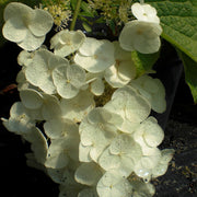 ORTENSIA HYDRANGEA QUERCIFOLIA APPLAUSE VASO 18CM