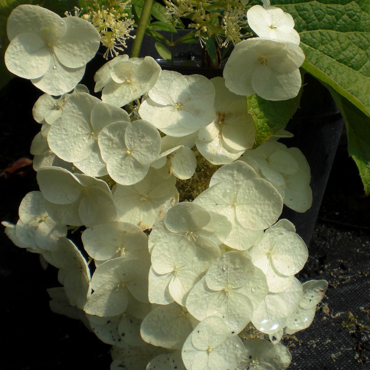 ORTENSIA HYDRANGEA QUERCIFOLIA APPLAUSE VASO 18CM