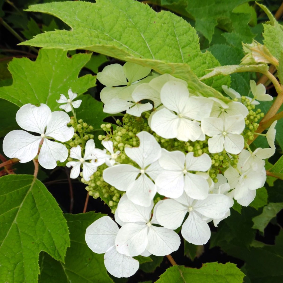 ORTENSIA HYDRANGEA QUERCIFOLIA PEE WEE VASO 18CM