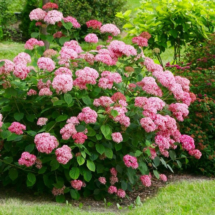 ORTENSIA HYDRANGEA ARBORESCENS  SWEET ANNABELLE VASO 18CM