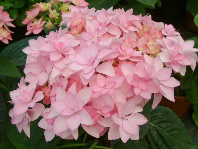 ORTENSIA HYDRANGEA MACROPHYLLA ROMANCE VASO 23CM