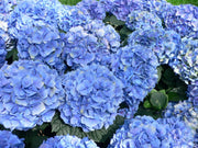 ORTENSIA HYDRANGEA MACROPHYLLA BLU VASO 12CM