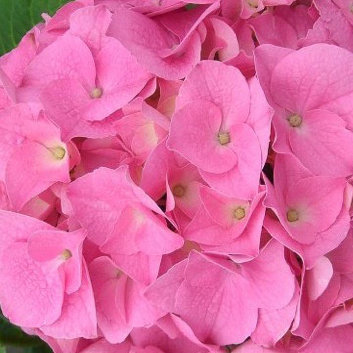 ORTENSIA HYDRANGEA MACROPHYLLA ROSITA VASO 18CM