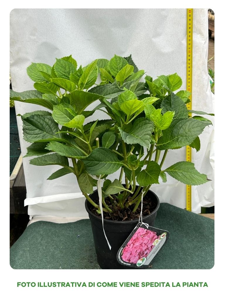 ORTENSIA HYDRANGEA MACROPHYLLA ROSITA VASO 18CM