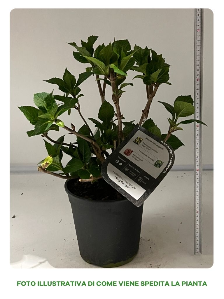 HYDRANGEA MACROPHYLLA KING GEORGE IN VASO 18CM