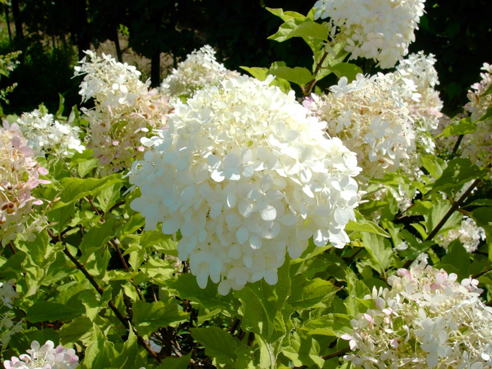 HYDRANGEA ORTENSIA PANICULATA PHANTOM VASO 18CM