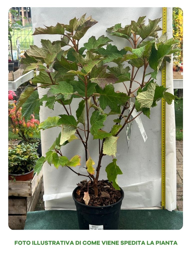 HYDRANGEA QUERCIFOLIA HARMONY VASO 18CM