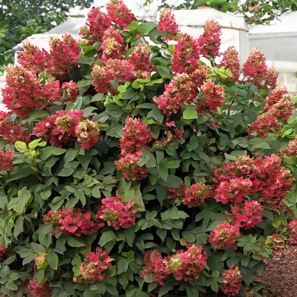 HYDRANGEA QUERCIFOLIA RUBY SLIPPERS VASO 18CM