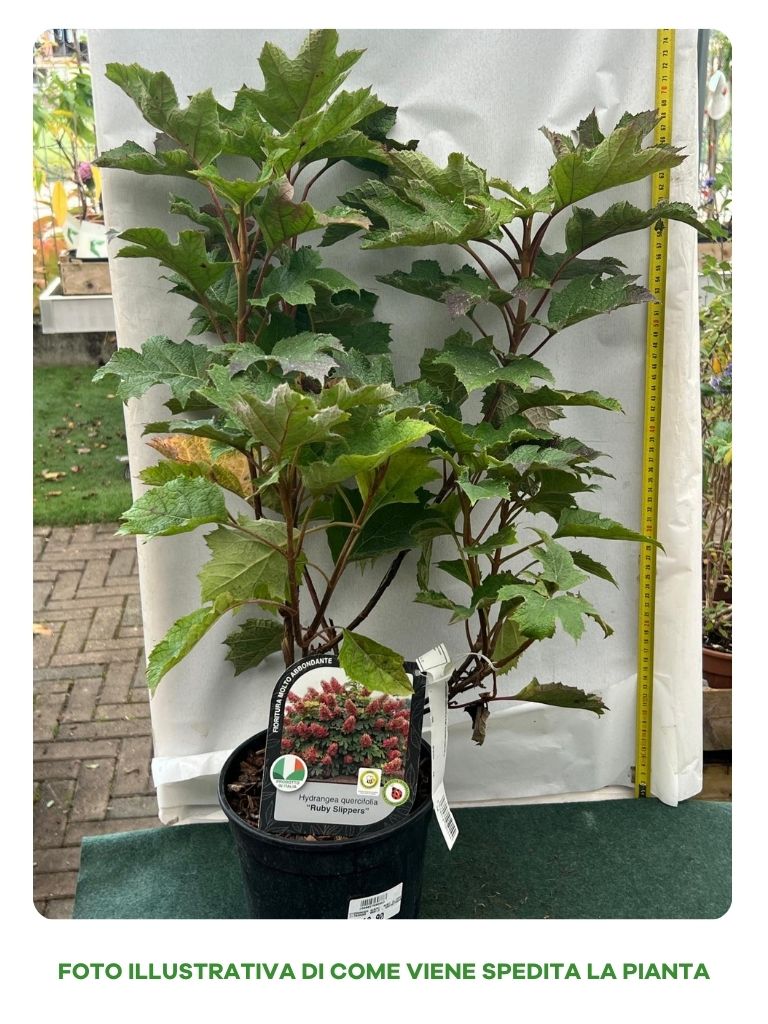 HYDRANGEA QUERCIFOLIA RUBY SLIPPERS VASO 18CM