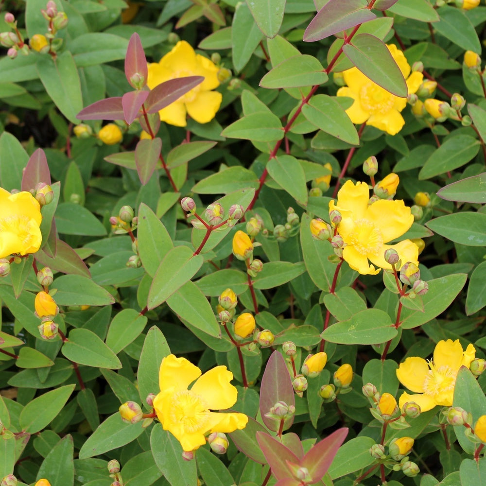 HYPERICUM IPERICO HIDCOTE IN VASO 14CM