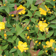 HYPERICUM IPERICO HIDCOTE IN VASO 14CM