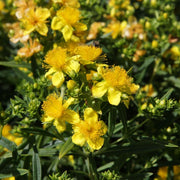 HYPERICUM IPERICO  KALMIANUM SUNNY BOULEVARD IN VASO 19CM